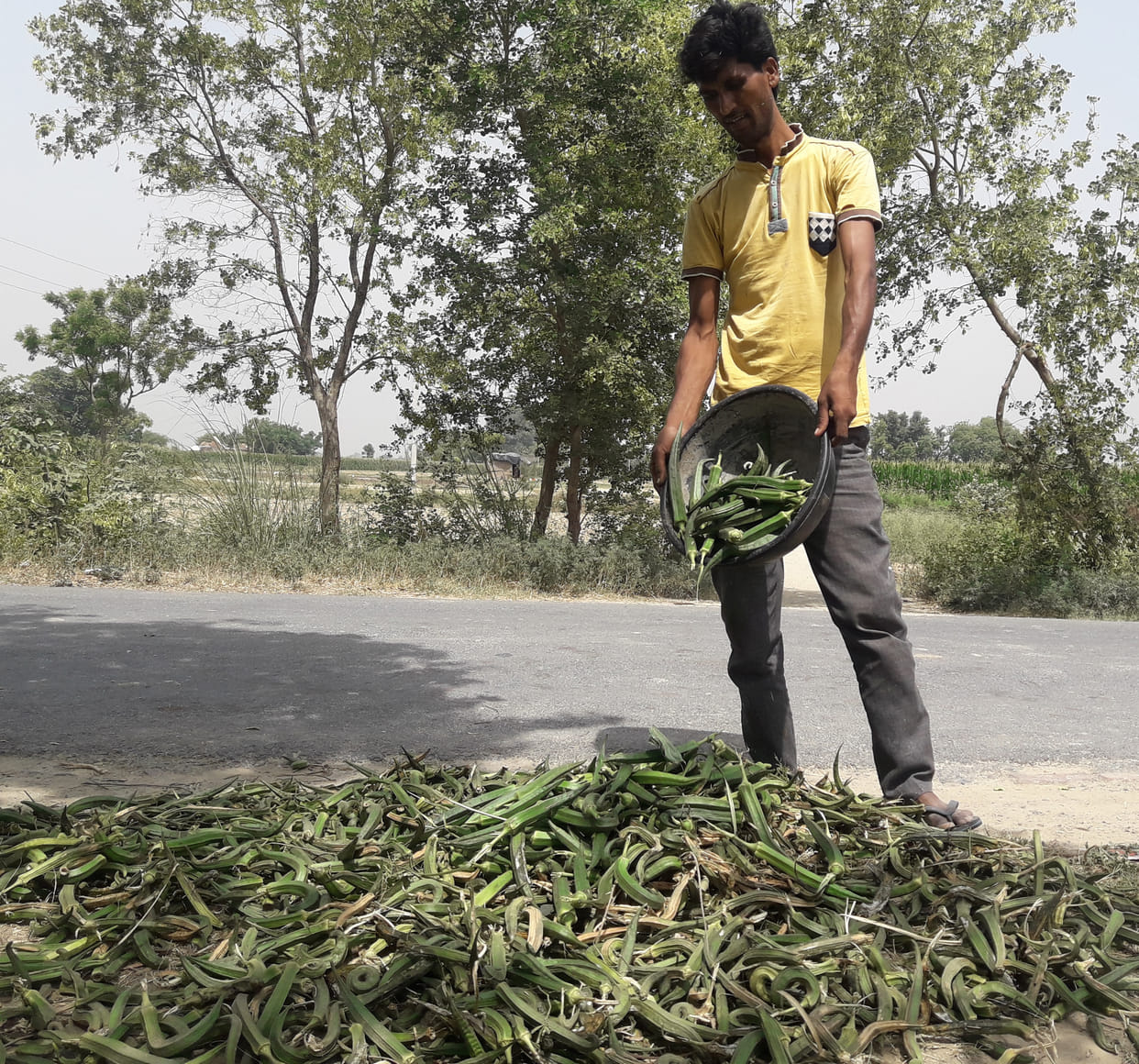 Farmers throwing tomatoes and lady's finger in garbage