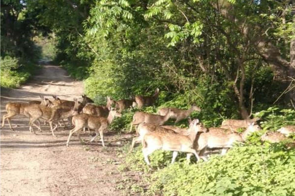 Bijnor: Wildlife started moving towards population in search of water, Cheetal herd seen in Kalagarh
