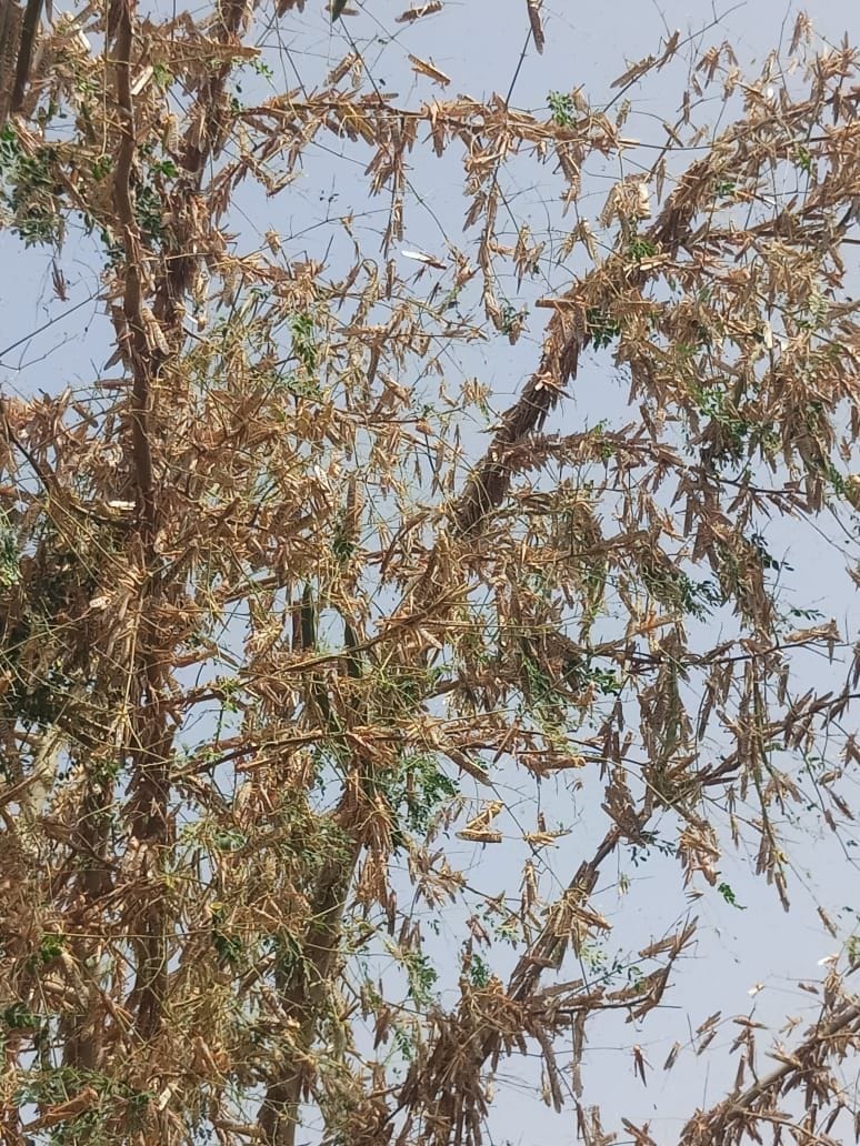 locust destroyed crops