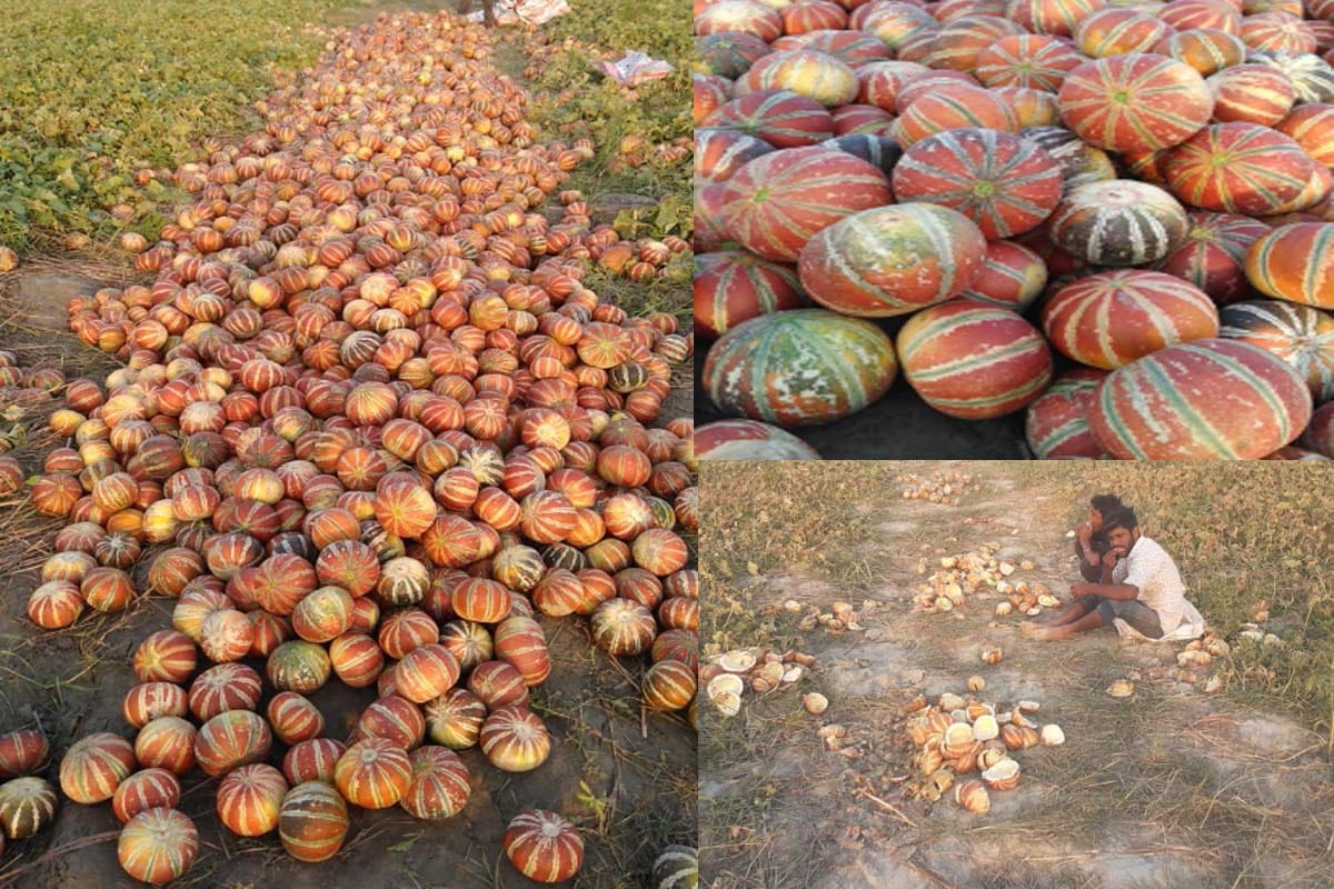 Lockdown hit farmers, hundreds of quintal melon crop wasted on the banks of the Ganges