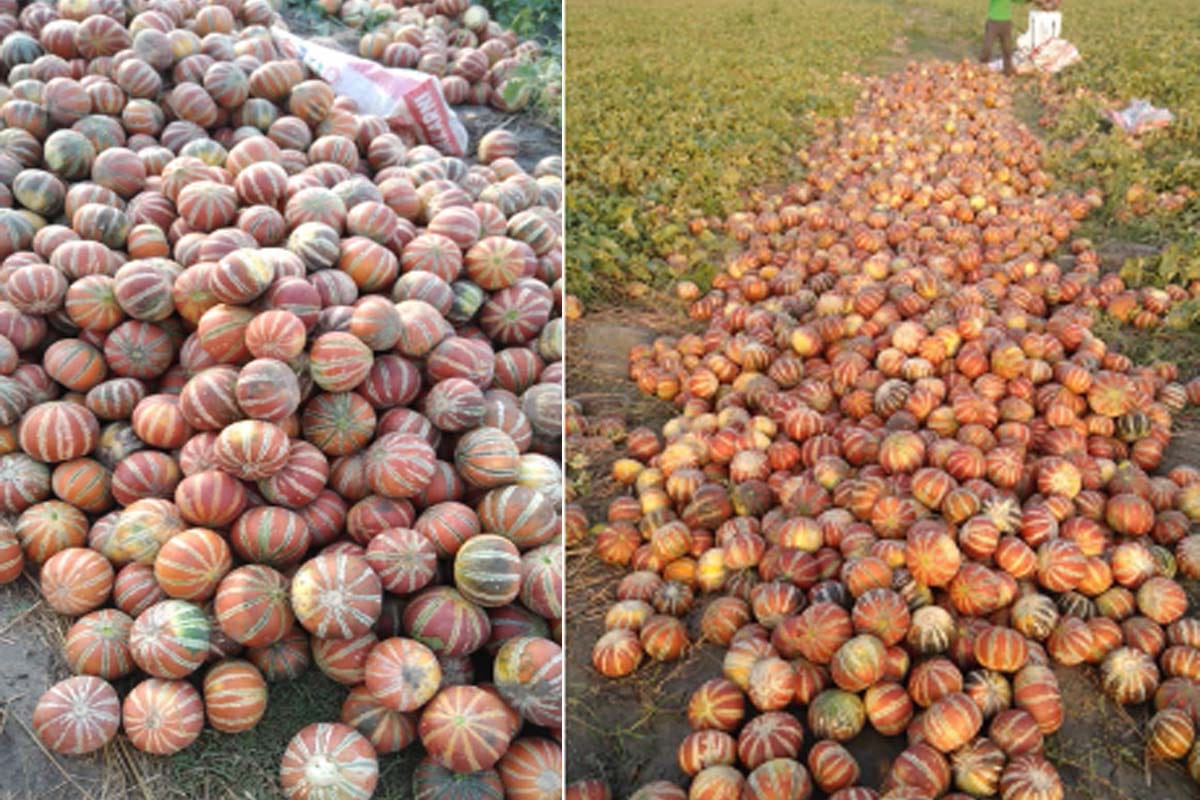 Lockdown hit farmers, hundreds of quintal melon crop wasted on the banks of the Ganges