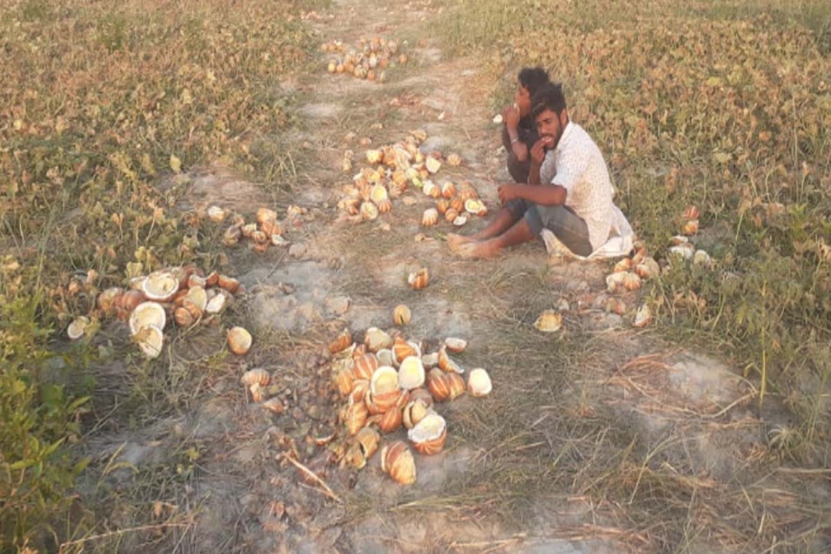 Lockdown hit farmers, hundreds of quintal melon crop wasted on the banks of the Ganges