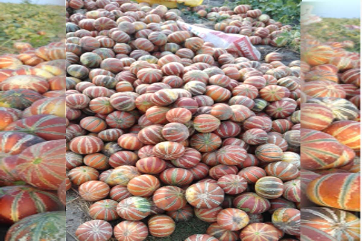 Lockdown hit farmers, hundreds of quintal melon crop wasted on the banks of the Ganges
