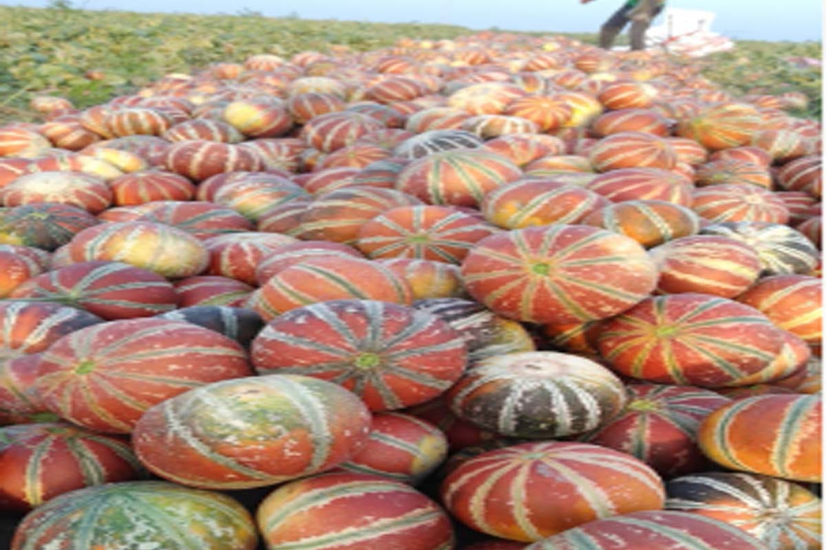 Lockdown hit farmers, hundreds of quintal melon crop wasted on the banks of the Ganges
