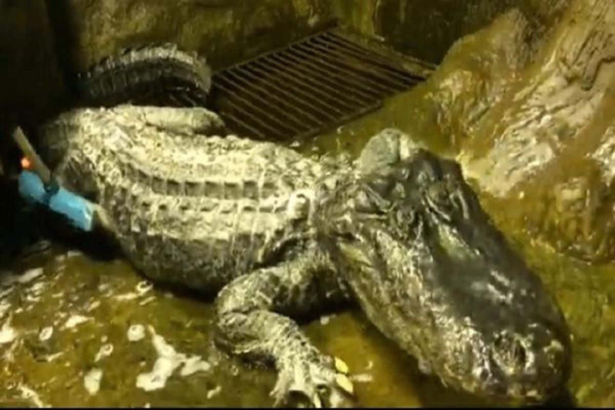 Berlin World War Two bombing survivor Saturn the alligator dies in Moscow Zoo