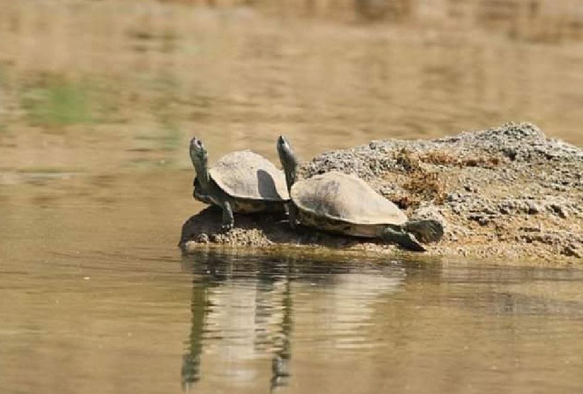 10 km area of Bhadohi Dictrict declared as turtle sanctuary