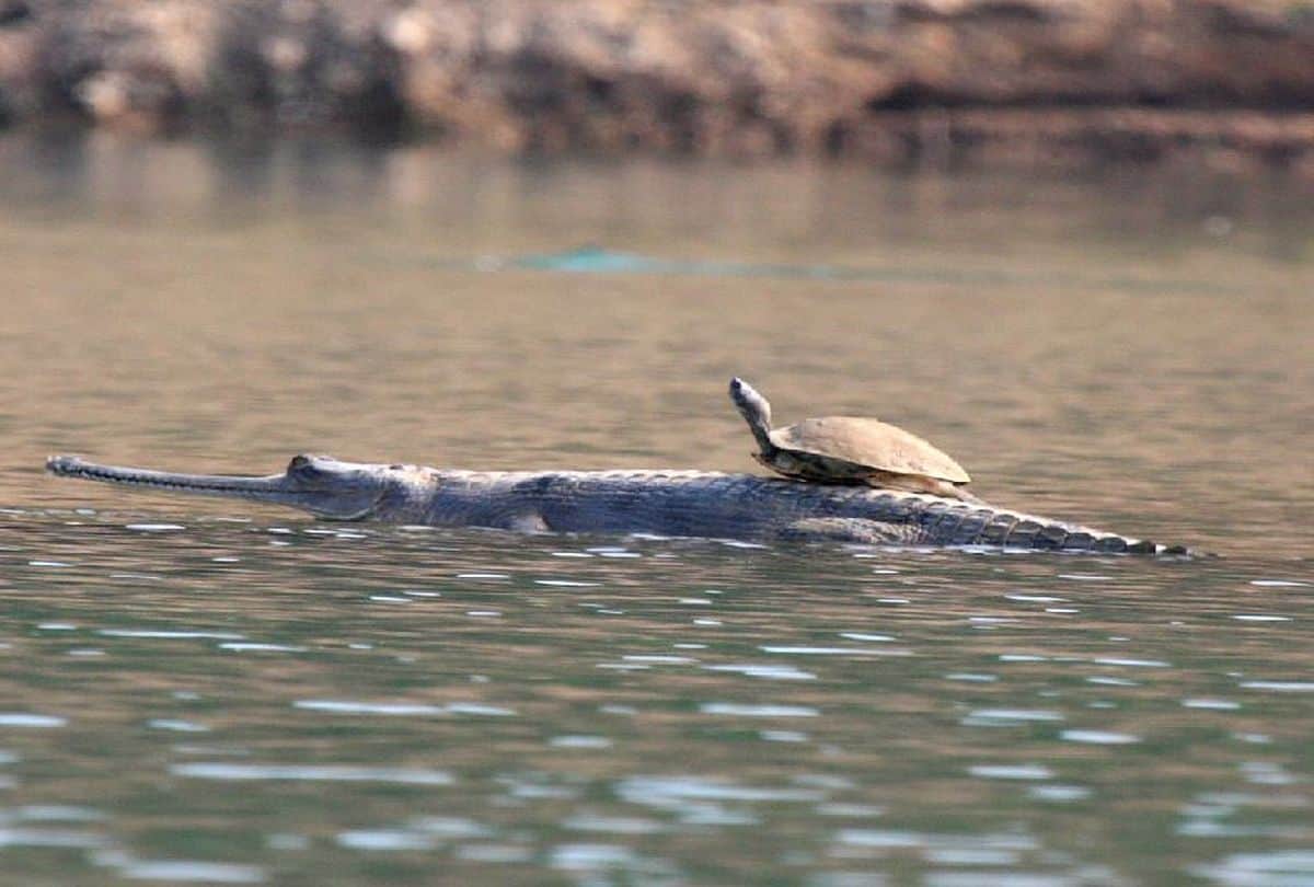 world turtle day: ten rare turtle species found in chambal river