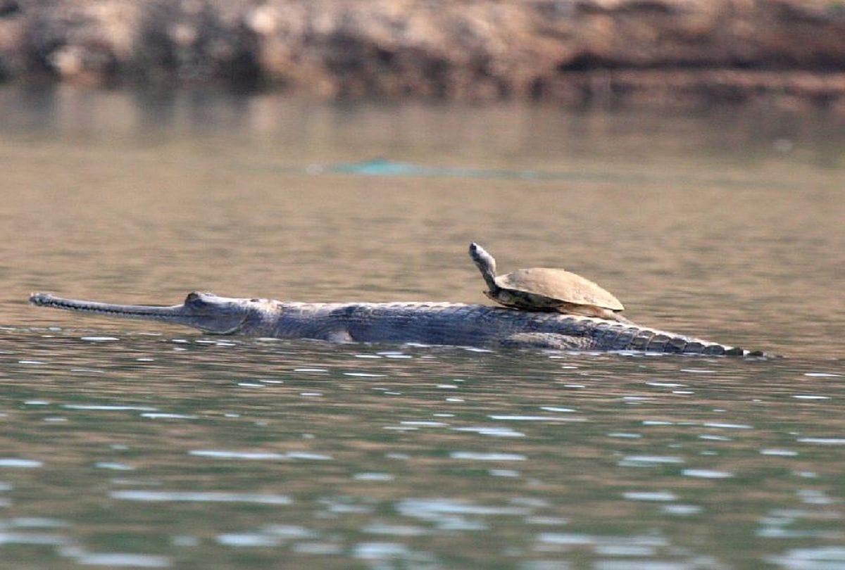 world turtle day: ten rare turtle species found in chambal river