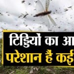टिड्डी