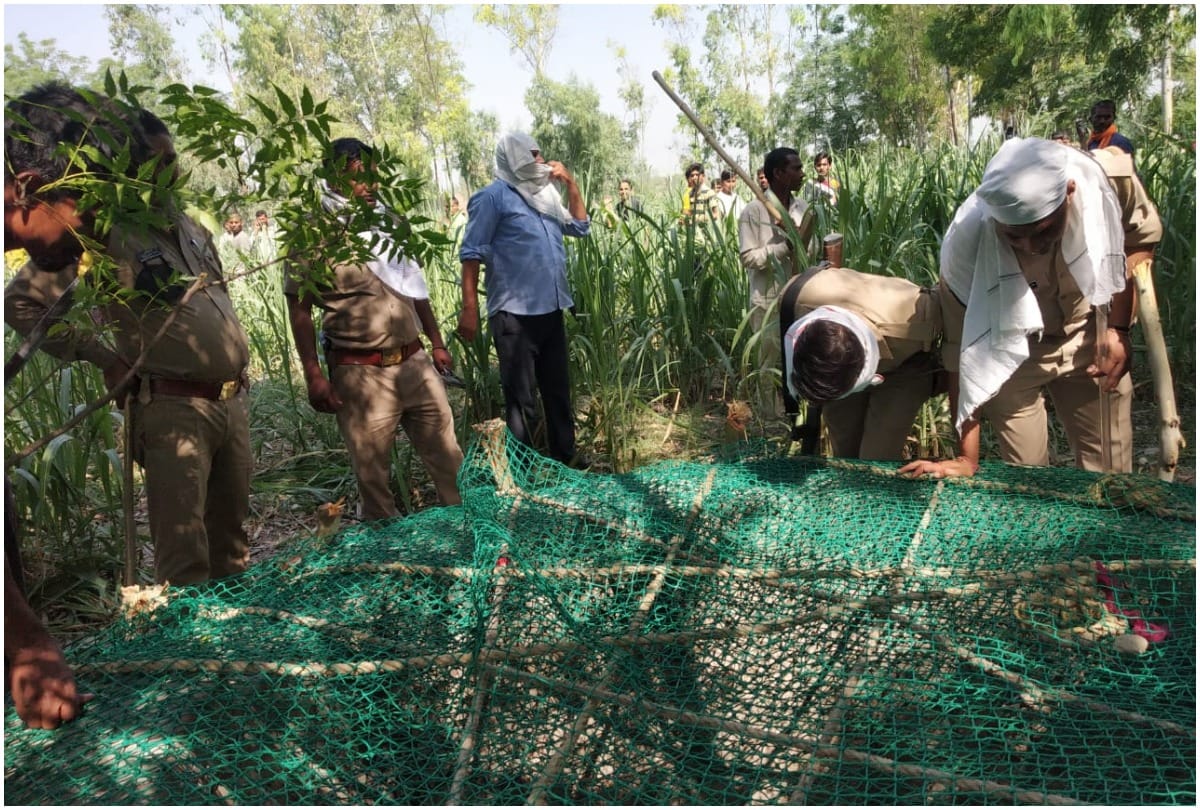amhora Leopard fall in well Forest Department team engaged in rescue