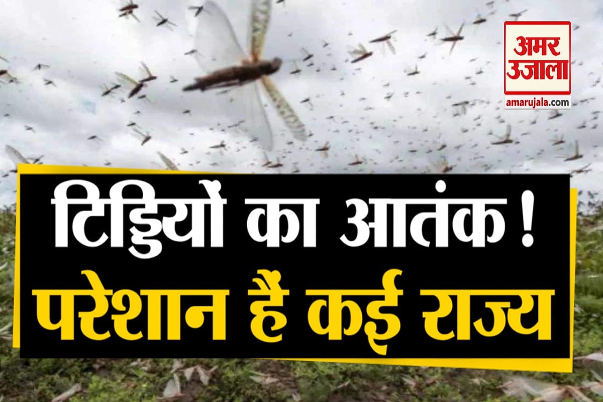 locust attack in india how to stop tiddi dal attack farmers facing new problem