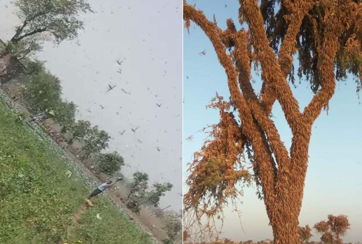 Fear of tiddi dal attack in Etawah, alert issued