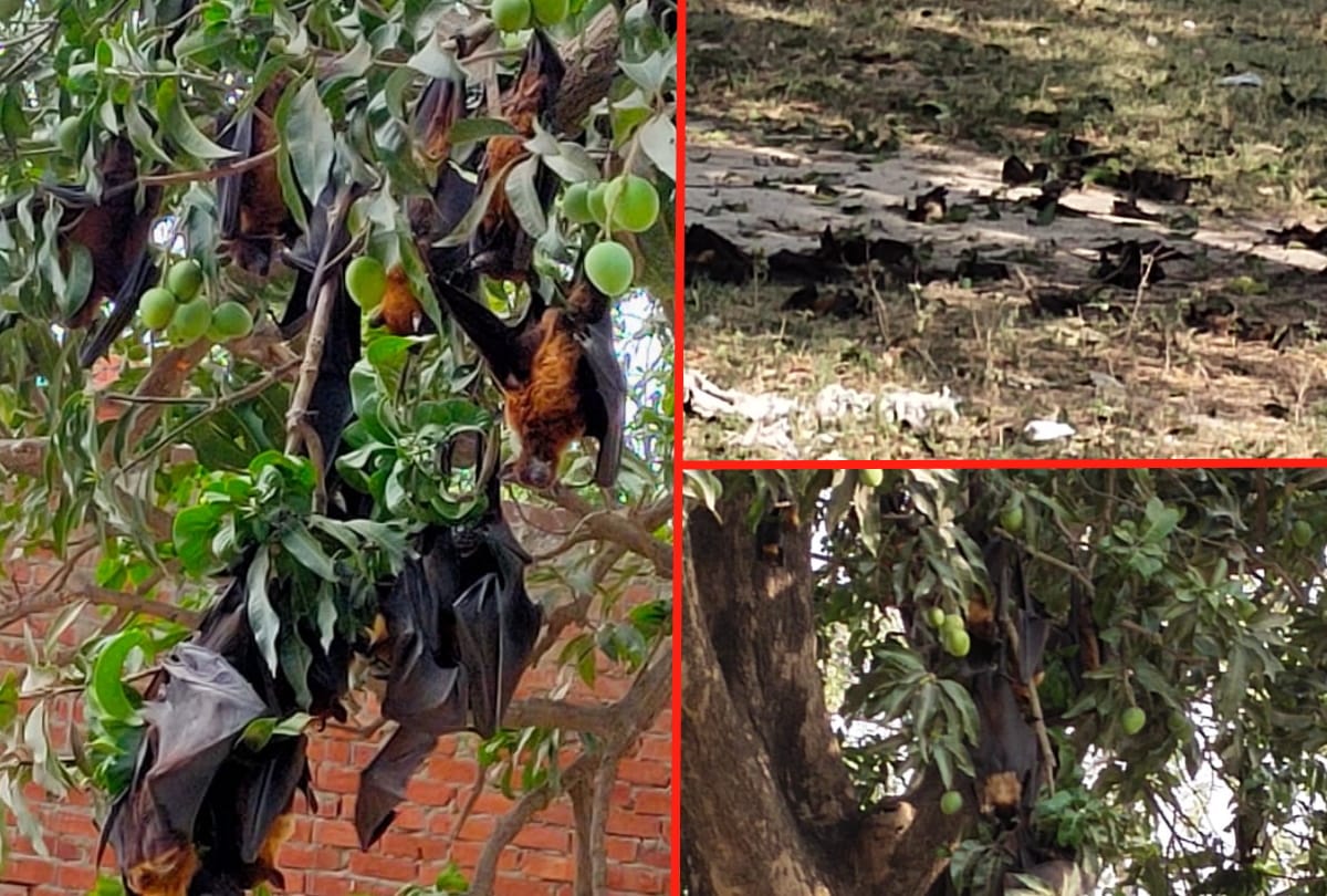 Bats died due to heat in gorakhpur