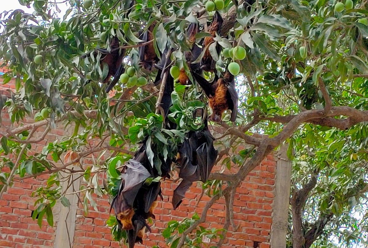 Dogs taken away by dead bats in Gorakhpur