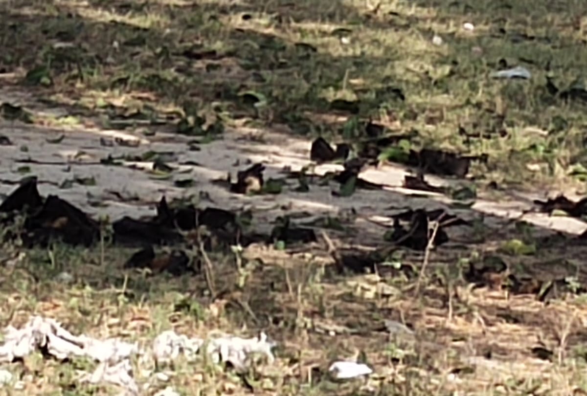 IVRI puts its stand on the case of hundreds of bats dying in Gorakhpur