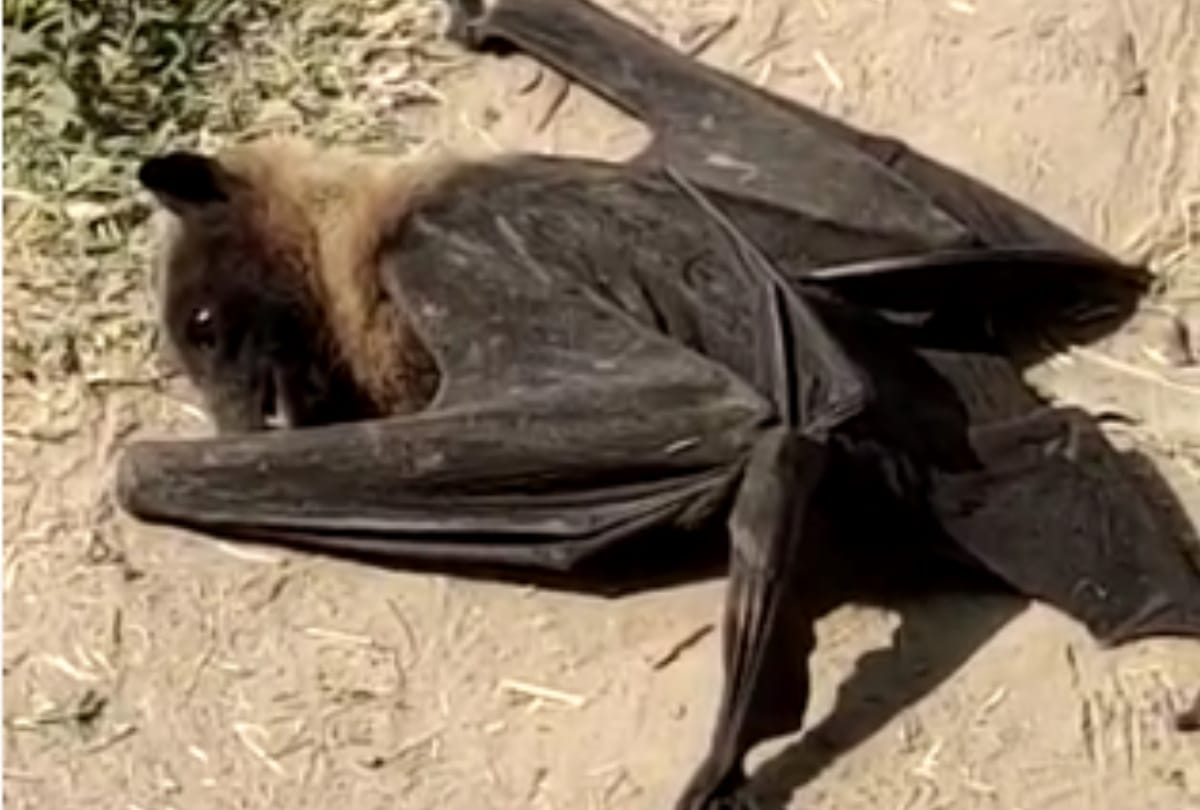 Hundreds over bats foud died in gorakhpur