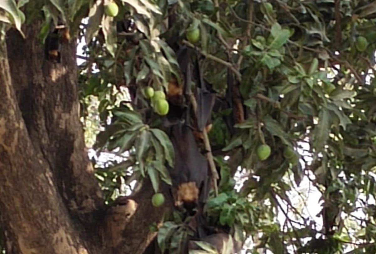 Hundreds over bats foud died in gorakhpur
