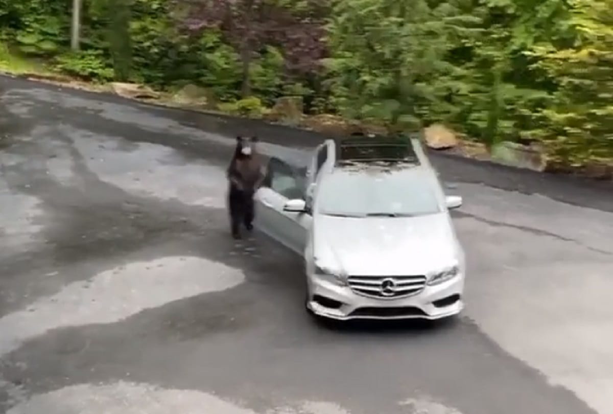 Bear tries to enter a Mercedes car in Forest