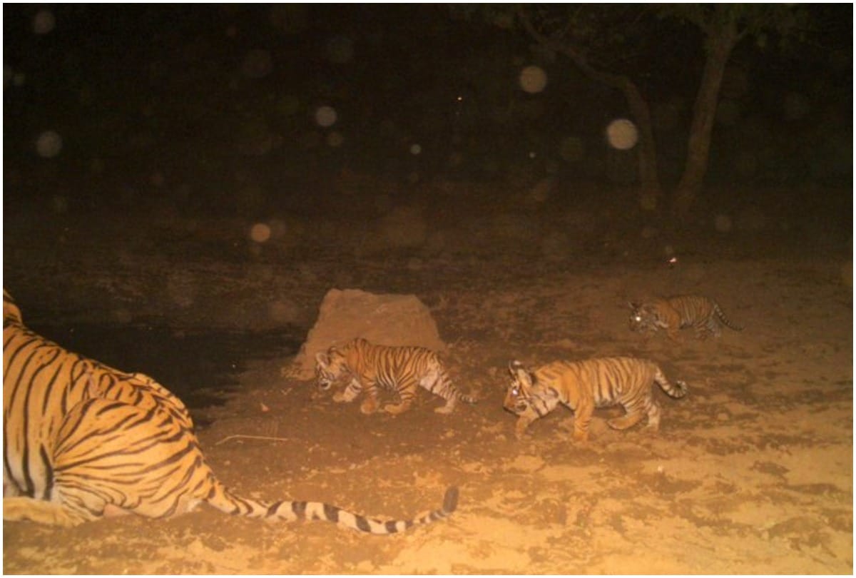 Rajasthan Three cubs seen in Sariska tiger reserve