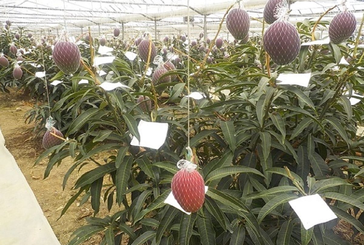 Worlds most expensive mango Taiyo no Tamago which means Egg of the Sun prices above 3 lakh a kilo