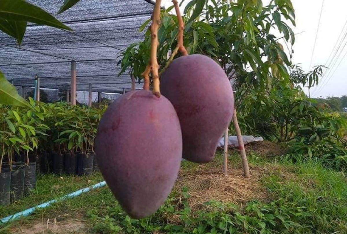 5 most expensive fruits in the world