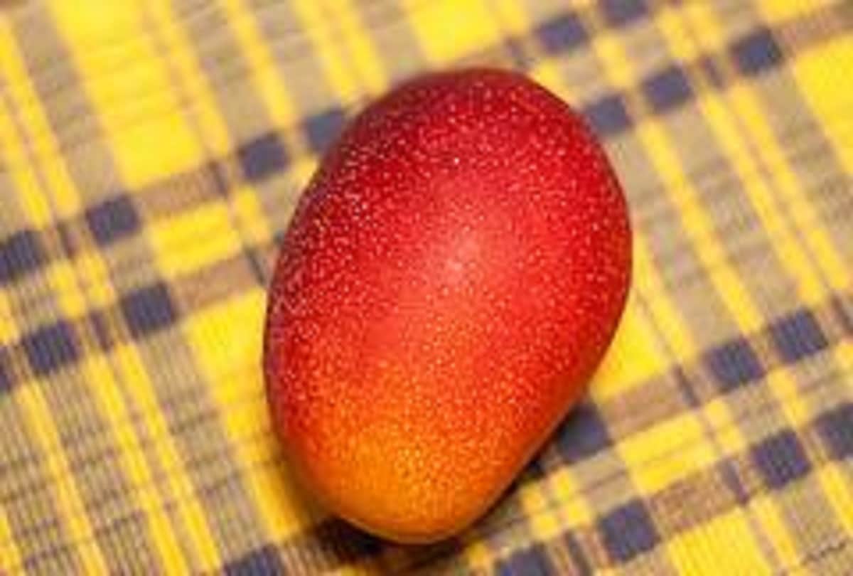 do you know about these  mango varieties and flavor