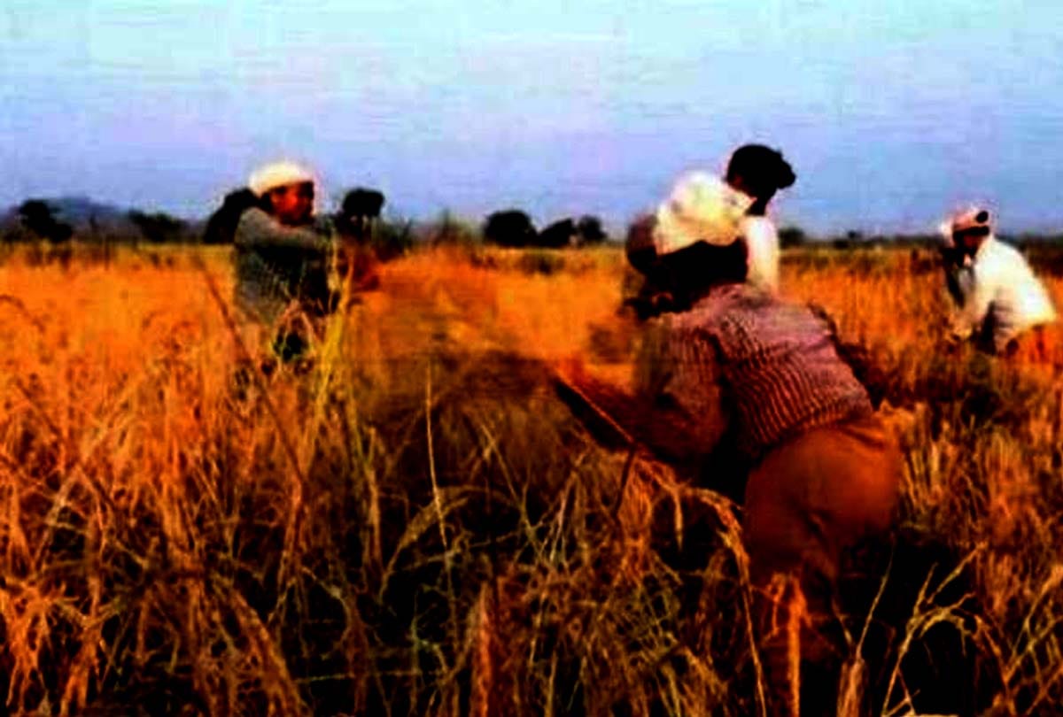 ceasefire violation by pakistan Farmers reaping crop at night to Fearing shelling