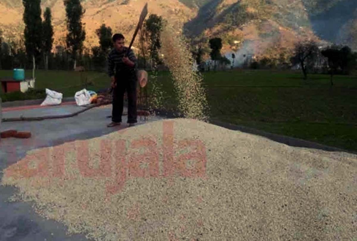 ceasefire violation by pakistan Farmers reaping crop at night to Fearing shelling