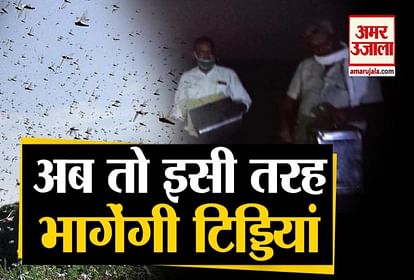 locust swarm attack india : Farmers uses traditional methods to make locusts go away