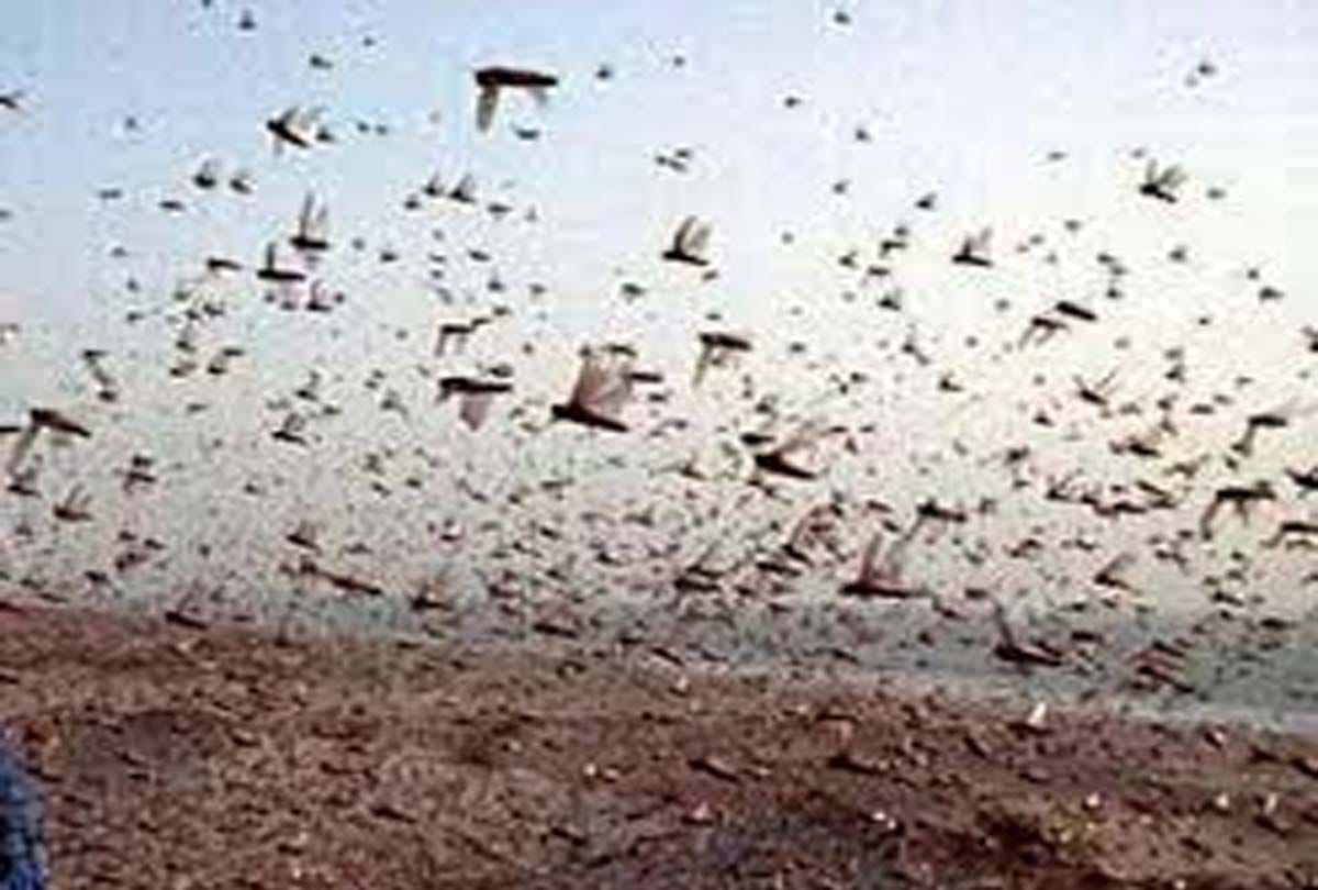 Tiddi Dal divided into four parts, agricultural department officer to employee working on alert mode