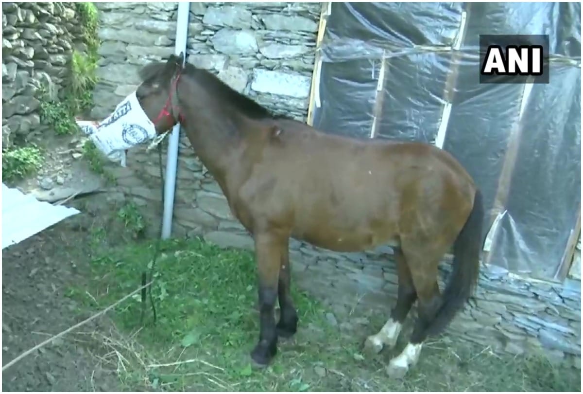 coronavirus horse home quarantine in rajouri administration waiting for owners report 