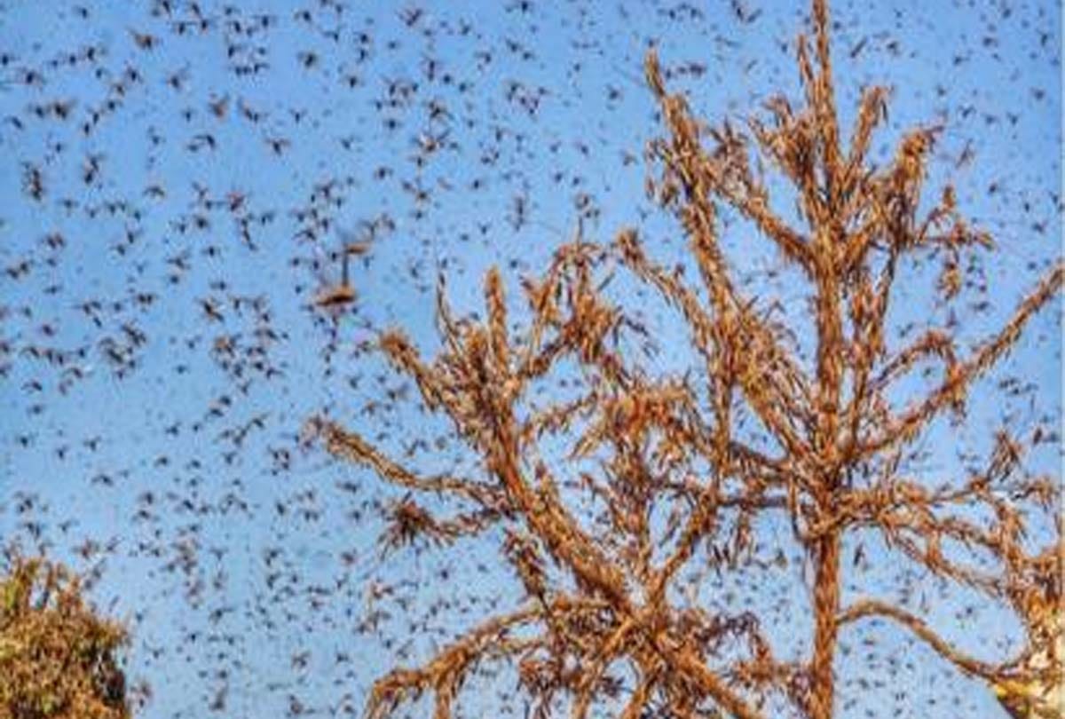 Save the crop from Tiddi Dal by making noise, spraying pesticides