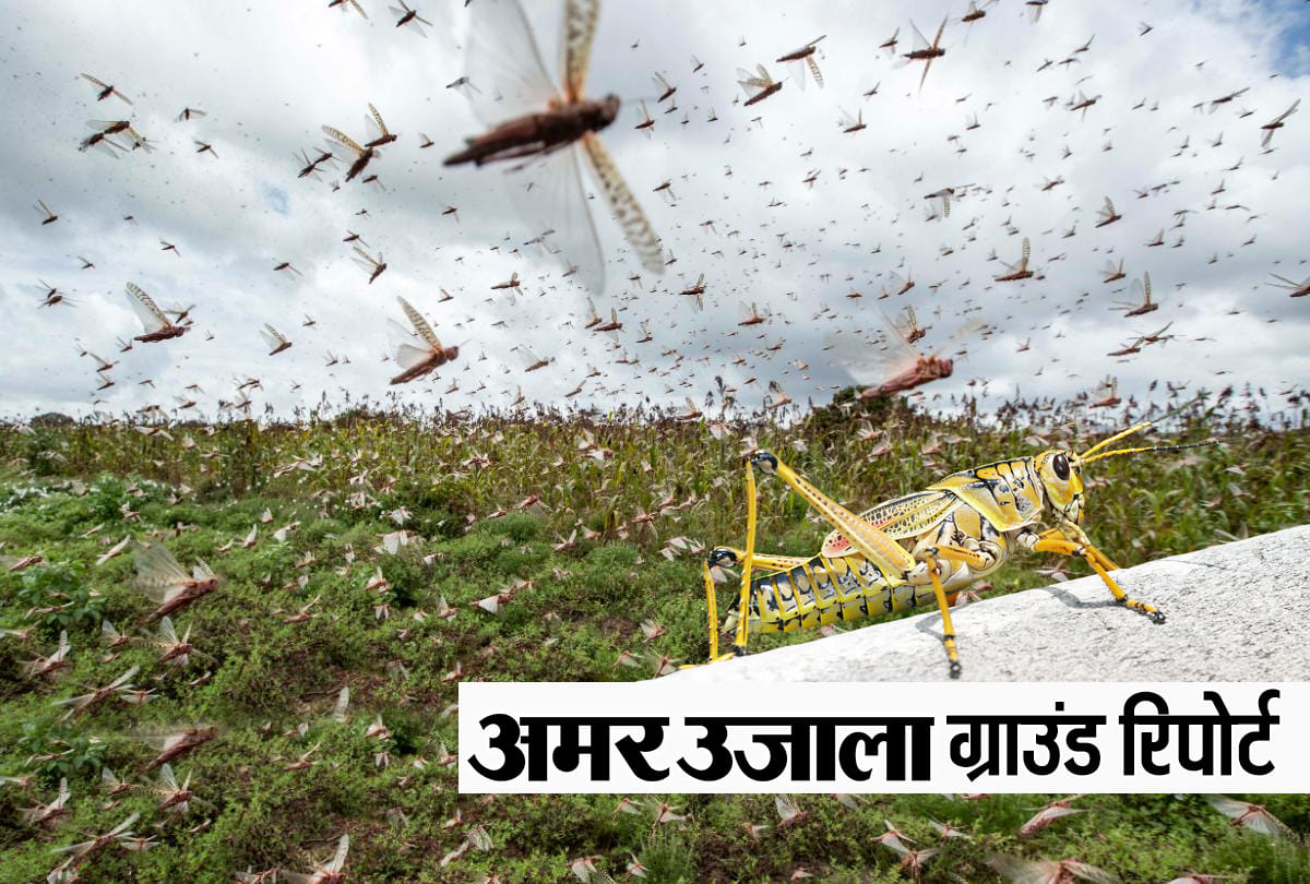 Amar Ujala ground report on locust from Uttar Pradesh
