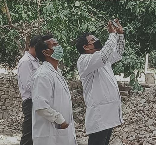 Jaunpur: bats found dead under old banyan, panic