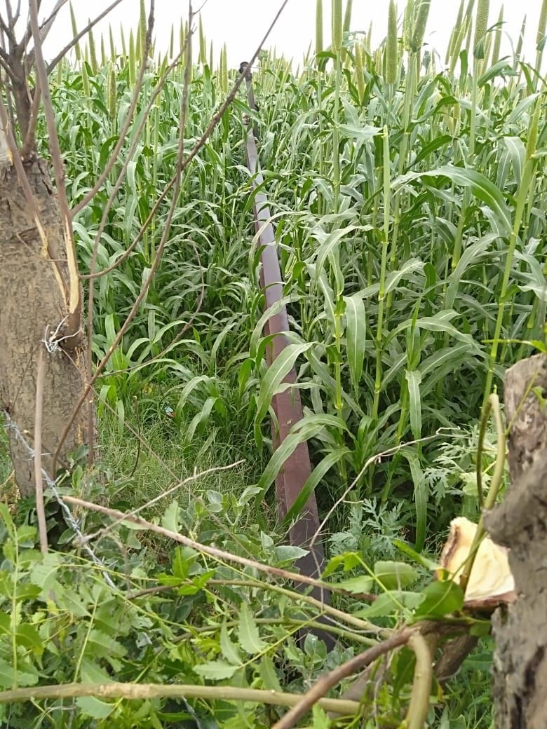 tree and electric pole fallen in storm