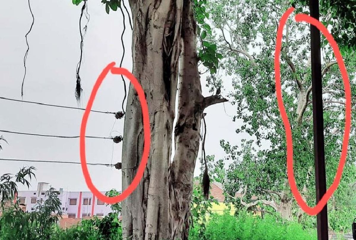Electricity Department Line Hold From Banyan Tree Pole show peace