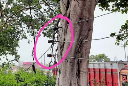Electricity Department Line Hold From Banyan Tree Pole show peace