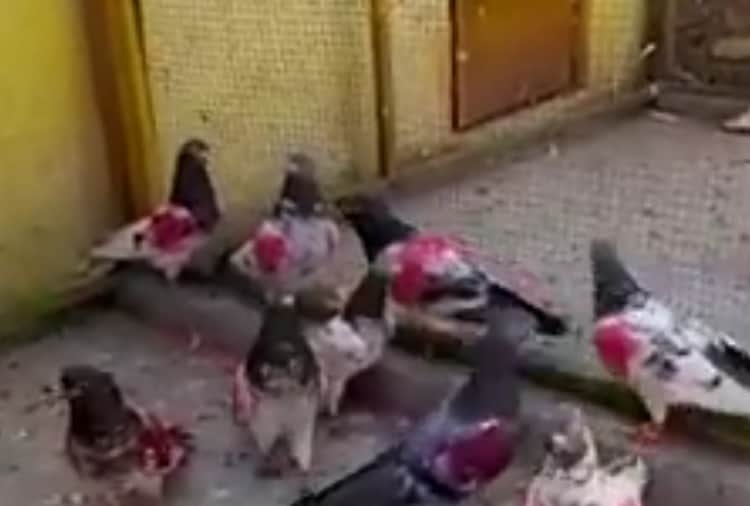 A Pakistani urges to PM Modi to return back his Pigeon