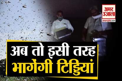 locust swarm attack india : Farmers uses traditional methods to make locusts go away