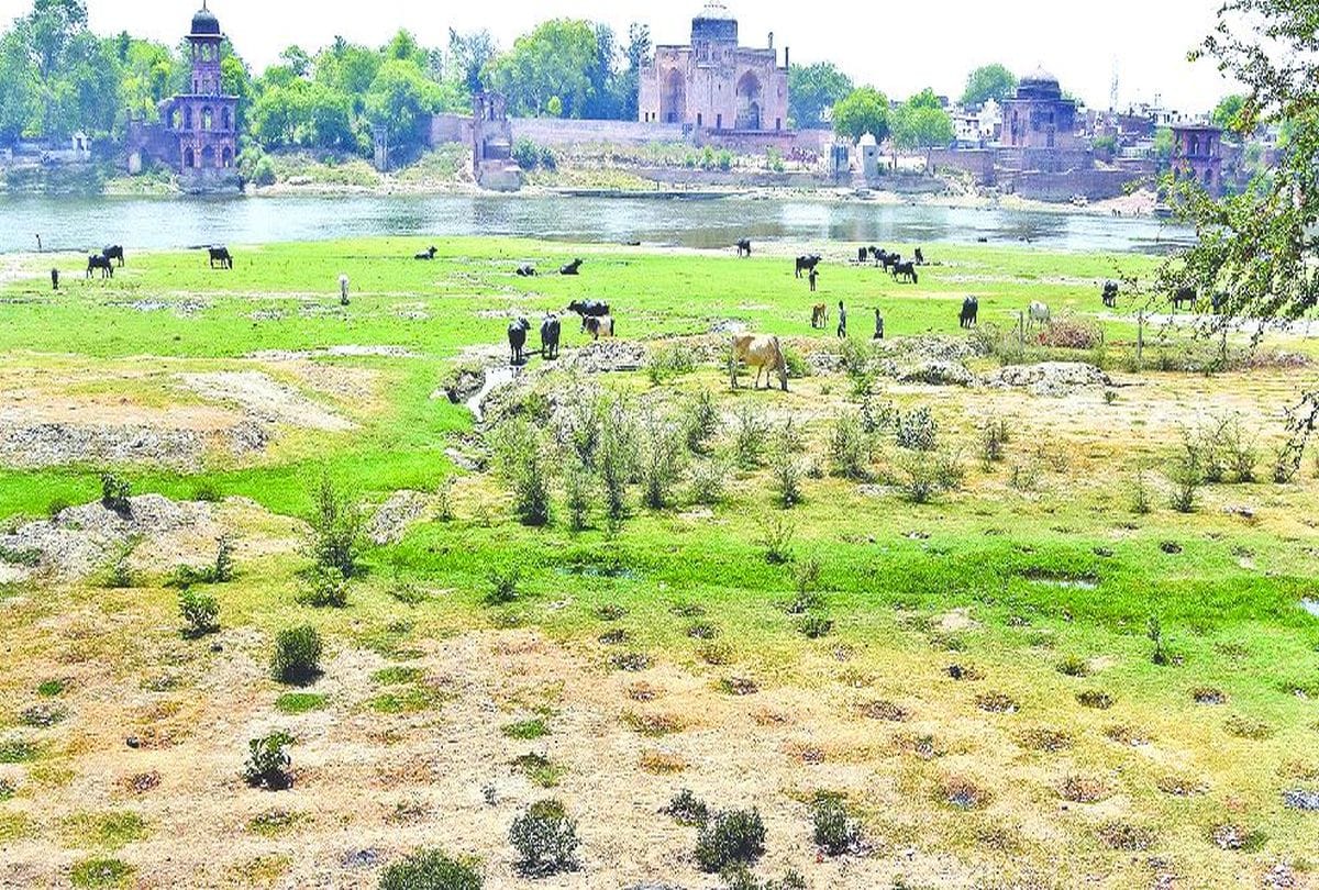 Tree Plant At Yamuna River Questions Raised on Nagar Nigam