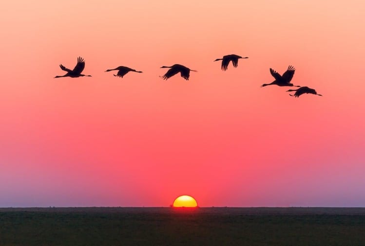 Jatinga Bird Suicide phenomenon