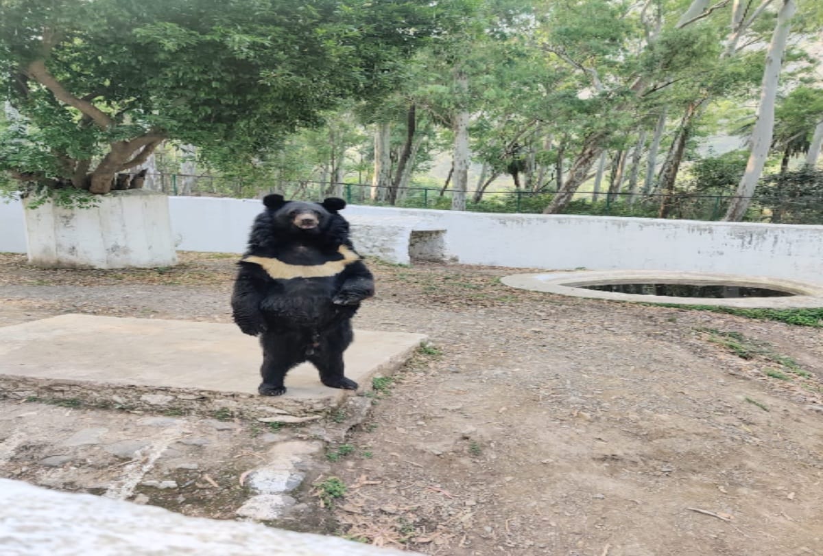 Renuka zoo: New member born in bear enclosure