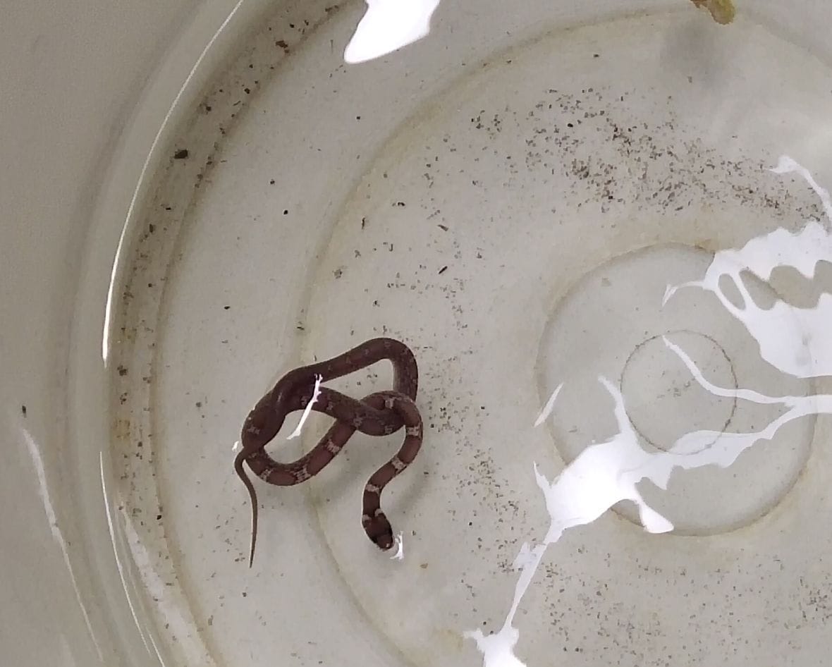 snake in water