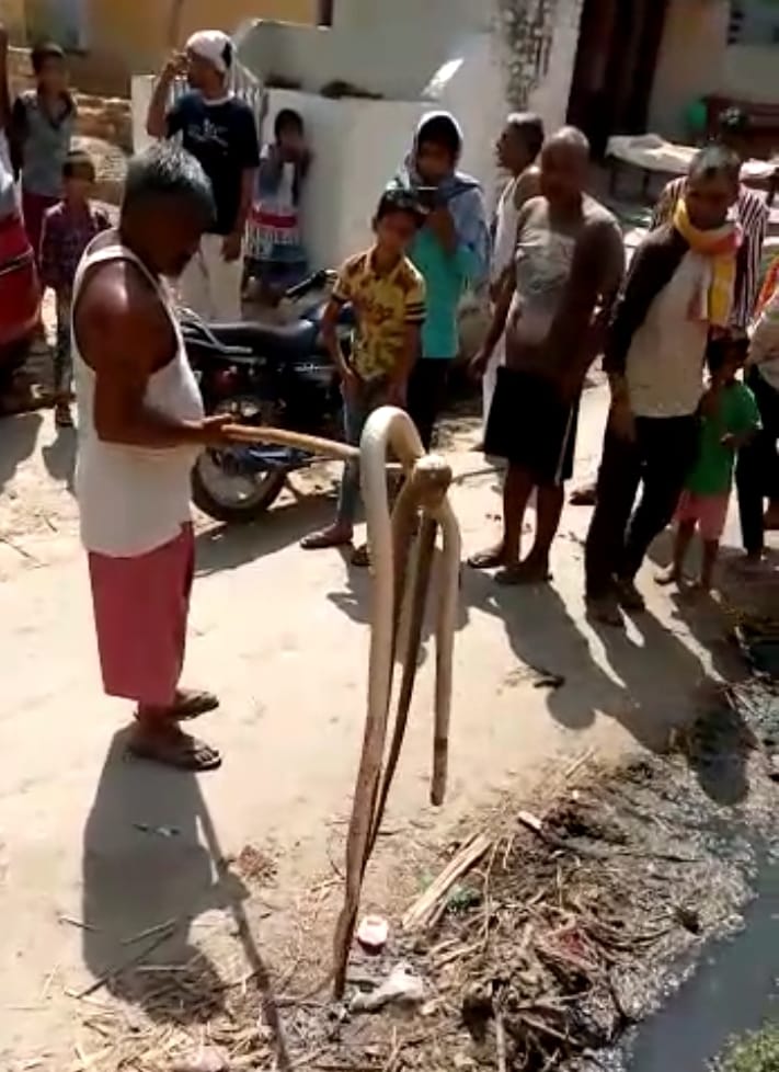 The forest staff arrived to investigate the killing of Nag-Nagin
