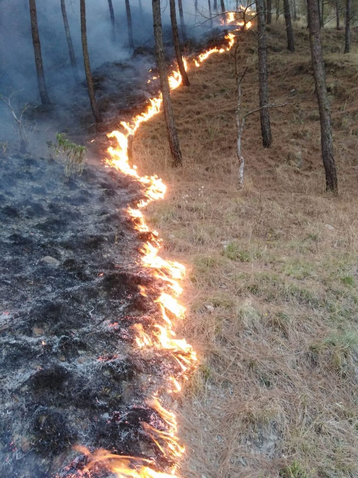Fores Fire in Kumaon