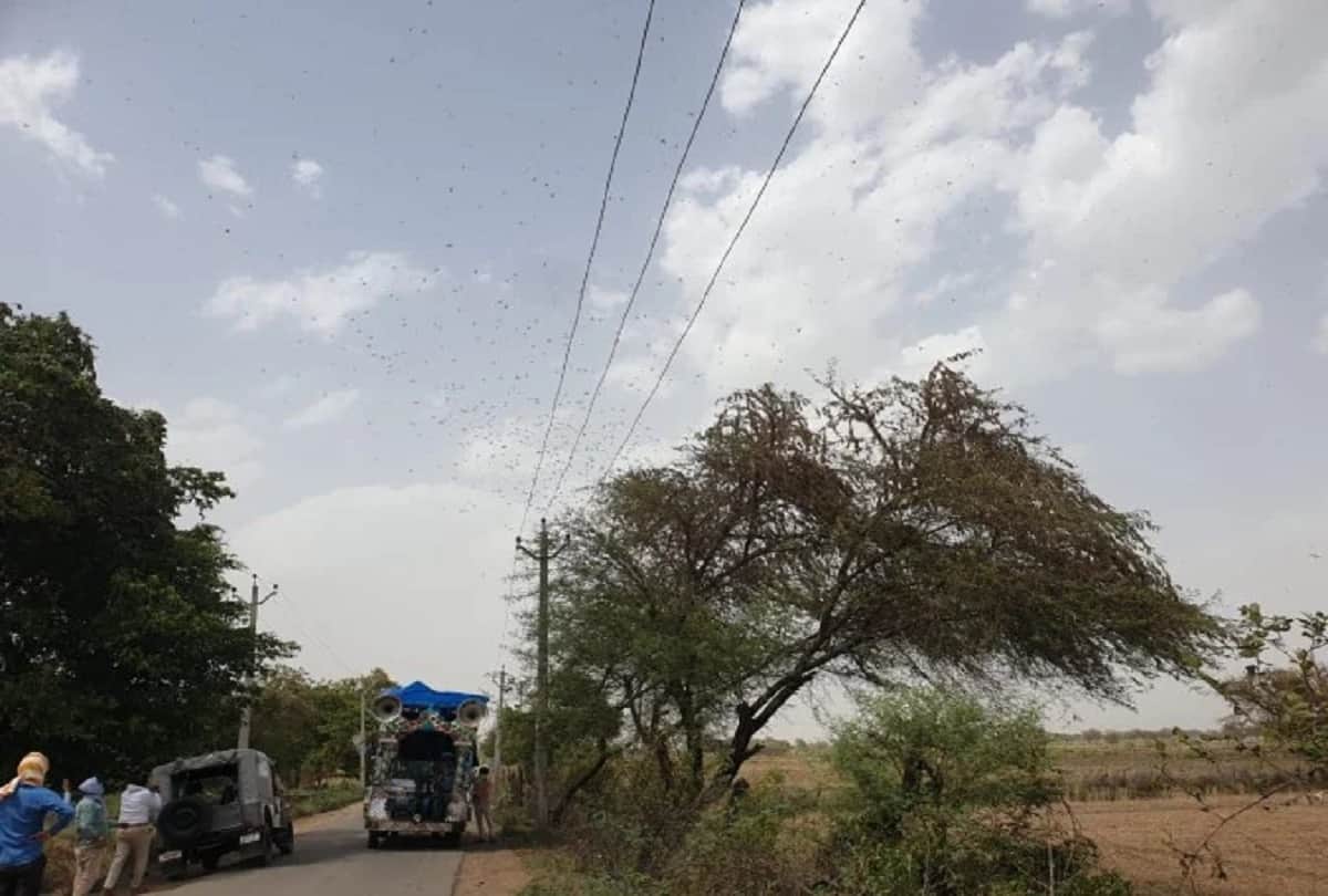 Locust Attack In Uttarakhand Latest News:  Locust reached Uttarakhand from Nepal border is very dangerous