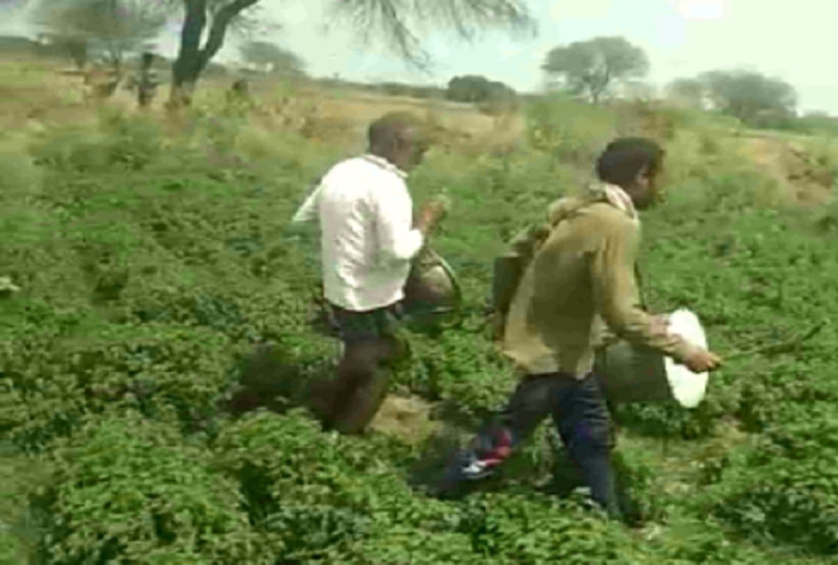 Locust Swarm Attack India Latest News in Hindi locust team attack for third time in a week DJ sound in jhansi see photos