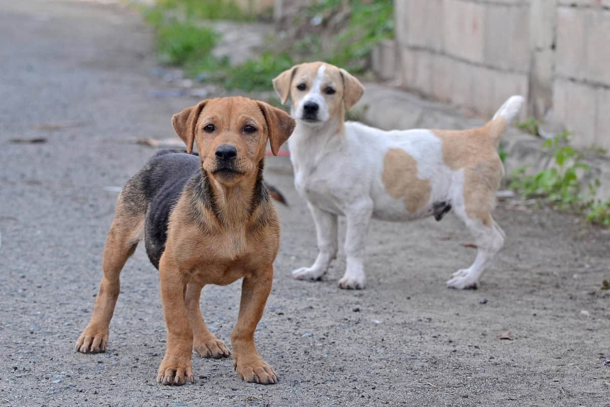After Mizoram, Nagaland bans dog meat consumption and sales, How much is it bad for health
