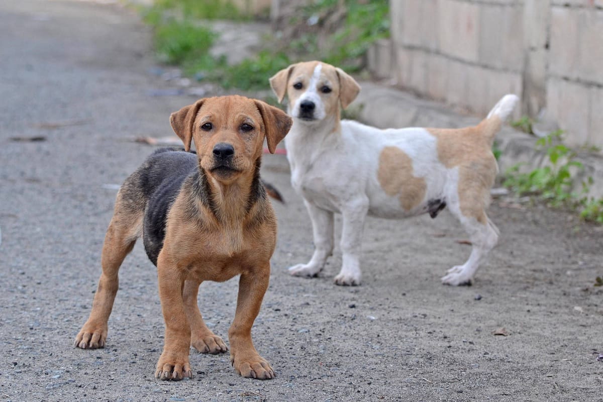 After Mizoram, Nagaland bans dog meat consumption and sales, How much is it bad for health