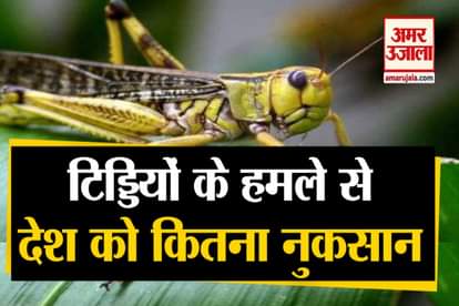 Locust Attack In India: What is Tiddi Dal and How much Locust Swarm are Dangerous